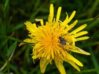 Löwenzahnblüte mit Fliege